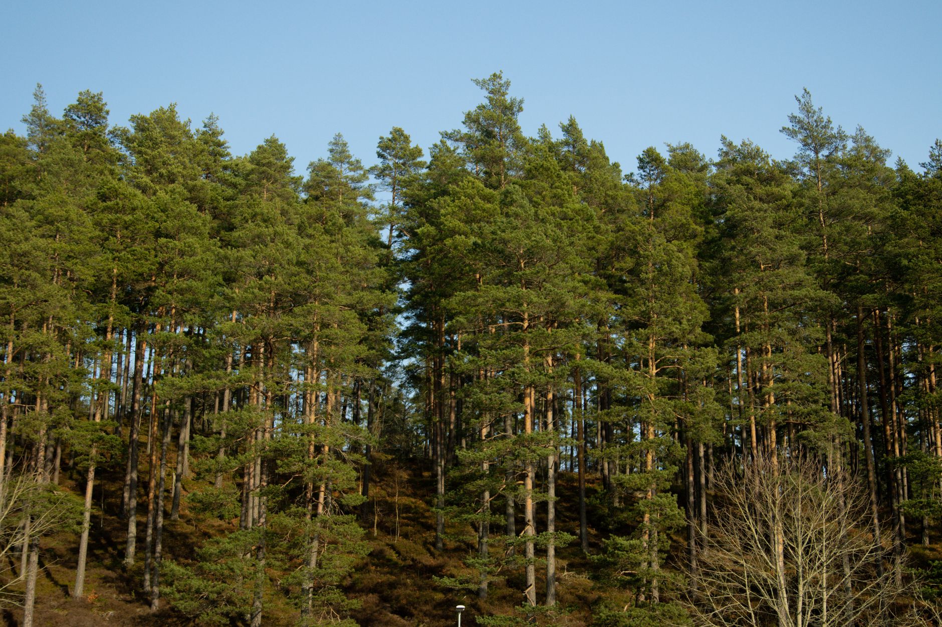 The edge of a treeline in a Meadows-style environment where the Mysterious Axe Head hovel is located